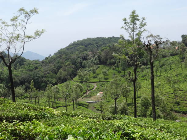 istock Tea Garden View of  ooty, india. 669516292