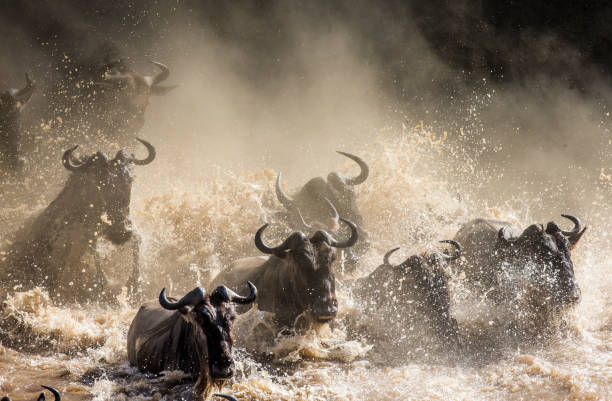 istock Wildebeests are crossing Mara river. 669516298