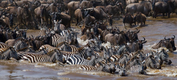 istock Wildebeests are crossing Mara river. 669516380
