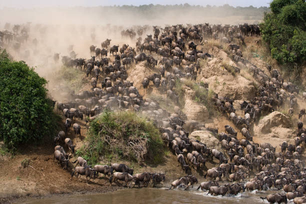 les gnous courent vers la rivière mara. - gnou photos et images de collection