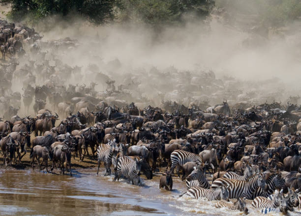 istock Wildebeests are crossing Mara river. 669516434