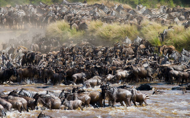 istock Wildebeests are crossing Mara river. 669516436