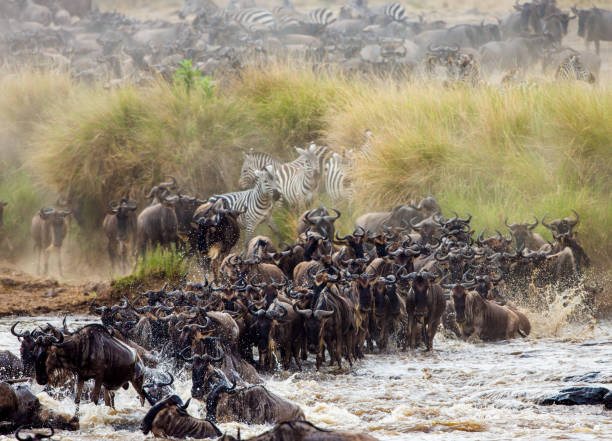 istock Wildebeests are crossing Mara river. 669516466
