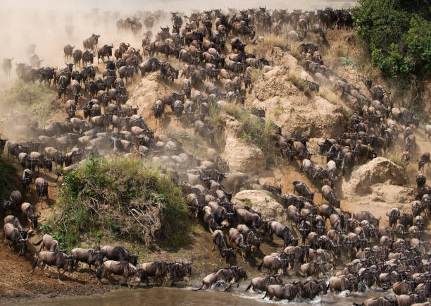 istock Wildebeests are runing to the Mara river. 669516470
