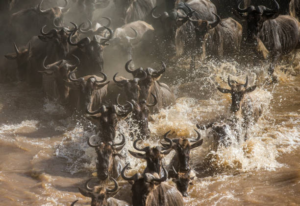 istock Wildebeests are crossing Mara river. 669516716
