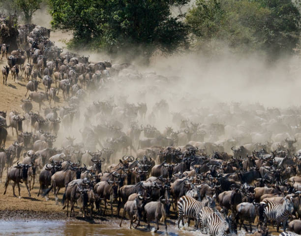 istock Wildebeests are runing to the Mara river. 669516718