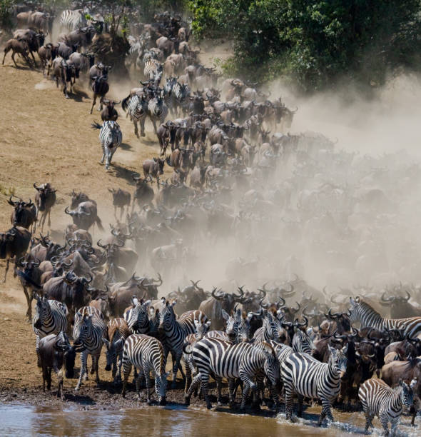 istock Wildebeests are runing to the Mara river. 669516780