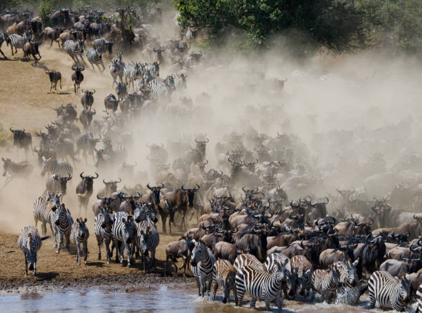 istock Wildebeests are runing to the Mara river. 669516784