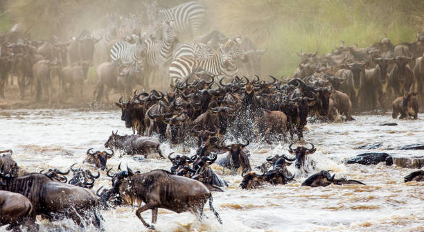 istock Wildebeests are crossing Mara river. 669516804