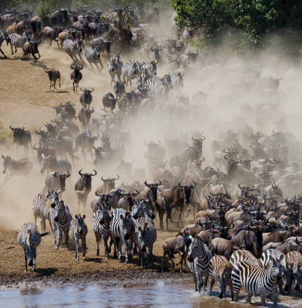 istock Wildebeests are runing to the Mara river. 669516810