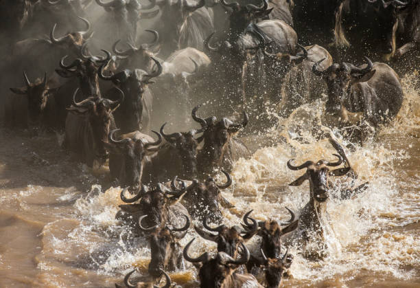istock Wildebeests are crossing Mara river. 669516844