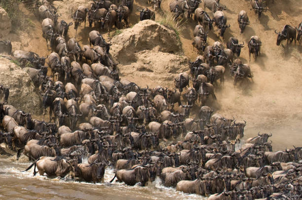 istock Wildebeests are runing to the Mara river. 669516998