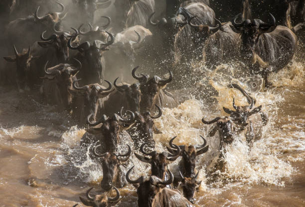 istock Wildebeests are crossing Mara river. 669517094