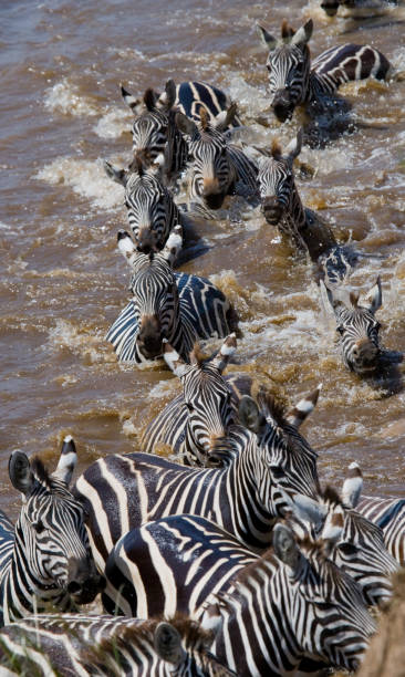 istock Wildebeests are crossing Mara river. 669517110