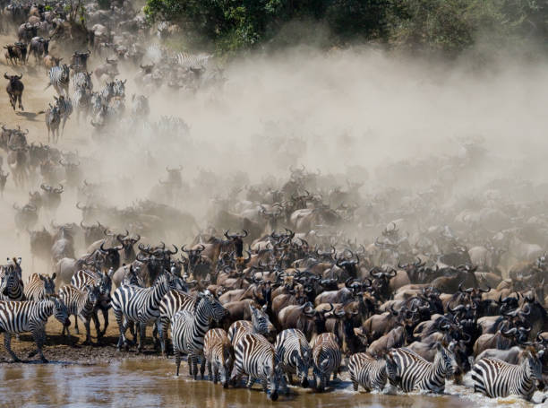 istock Wildebeests are runing to the Mara river. 669517190