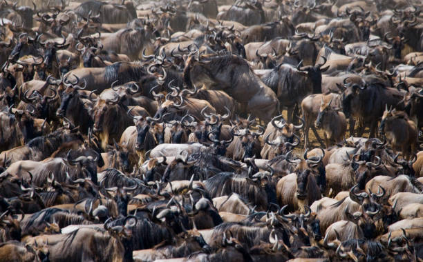 istock Big herd of wildebeest is about Mara River. 669517212