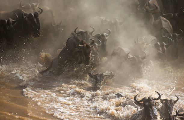 istock Wildebeests are crossing Mara river. 669517358