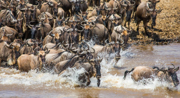 istock Wildebeests are crossing Mara river. 669518778