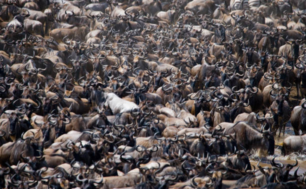 istock Big herd of wildebeest is about Mara River. 669519448
