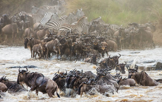 istock Wildebeests are crossing Mara river. 669519484