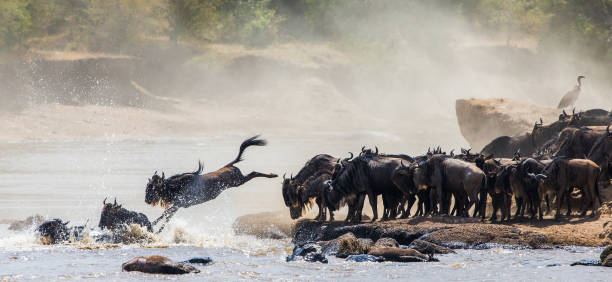 gnou sautant dans la rivière mara. - gnou photos et images de collection