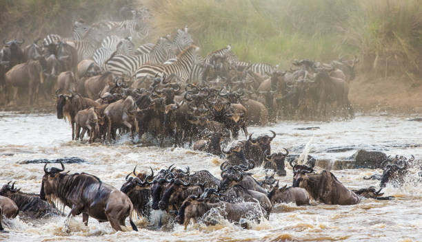 istock Wildebeests are crossing Mara river. 669519650