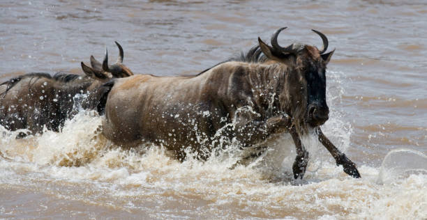 istock Wildebeests are crossing Mara river. 669519712