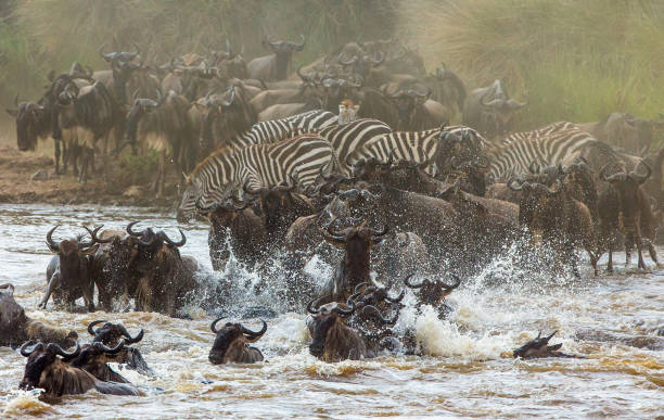istock Wildebeests are crossing Mara river. 669519724