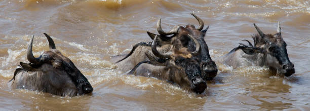 istock Wildebeests are crossing Mara river. 669519870
