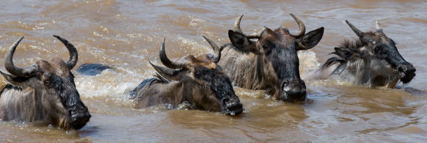 istock Wildebeests are crossing Mara river. 669519872