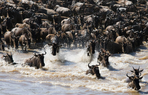 istock Wildebeests are crossing Mara river. 669519996