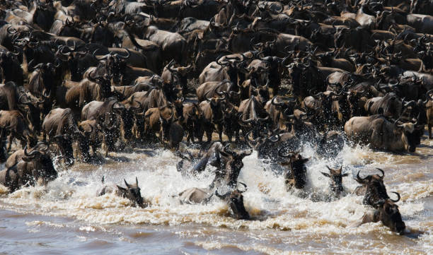 istock Wildebeests are crossing Mara river. 669520240