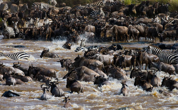 istock Wildebeests are crossing Mara river. 669520244