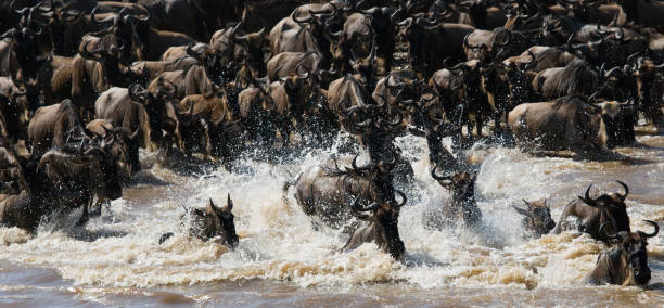 istock Wildebeests are crossing Mara river. 669520288