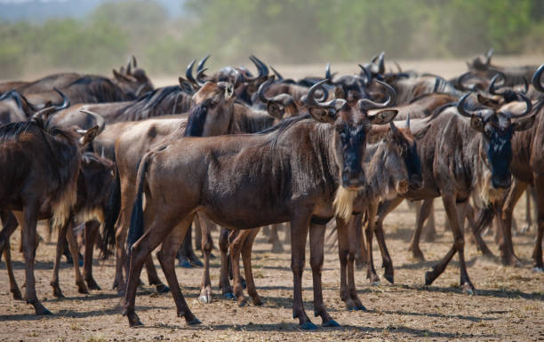 istock Wildebeests standing in the savannah. 669520316