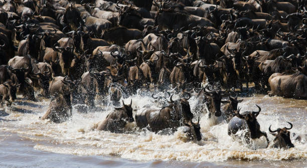 istock Wildebeests are crossing Mara river. 669520338