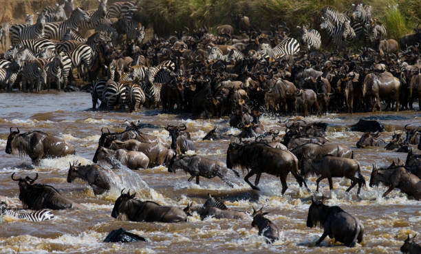 istock Wildebeests are crossing Mara river. 669520386