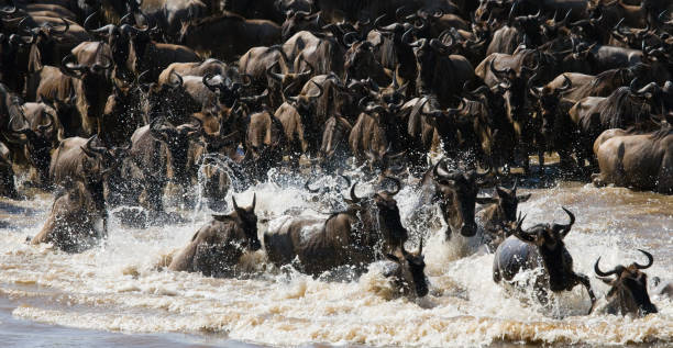 istock Wildebeests are crossing Mara river. 669520462