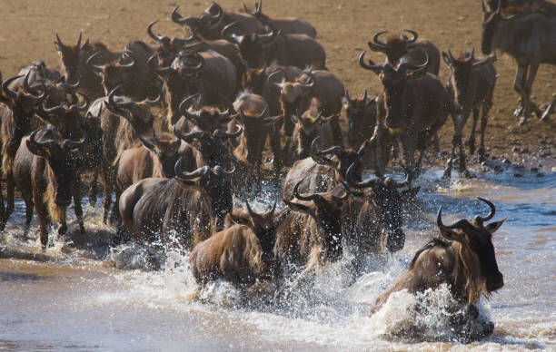 istock Wildebeests are runing to the Mara river. 669520622