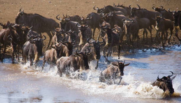istock Wildebeests are runing to the Mara river. 669520734