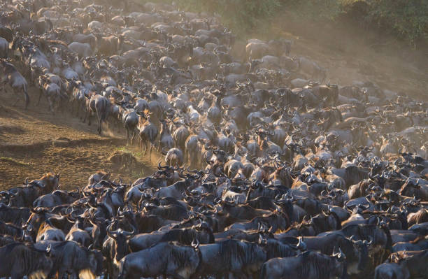 istock Wildebeest are following each other in the savannah. 669520772