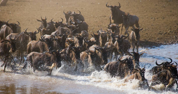 istock Wildebeests are runing to the Mara river. 669520782