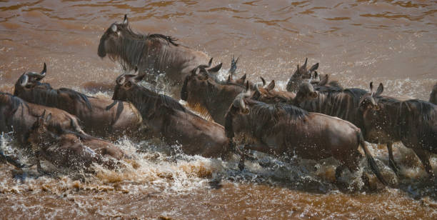 istock Wildebeests are crossing Mara river. 669520810