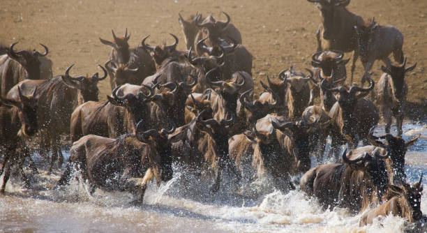 istock Wildebeests are runing to the Mara river. 669520822