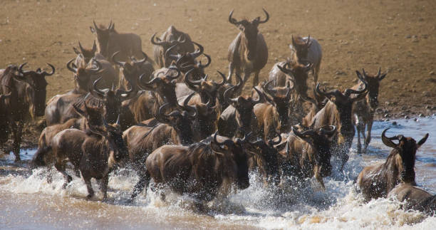 istock Wildebeests are runing to the Mara river. 669520922