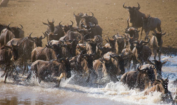 istock Wildebeests are runing to the Mara river. 669520984