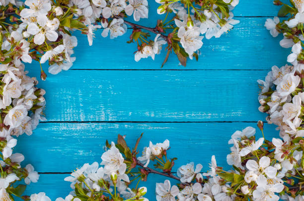istock turquoise wooden background with flowering branches 669521086