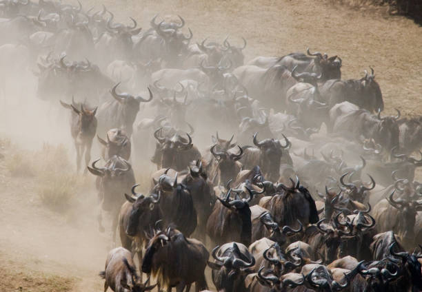 istock Wildebeests running through the savannah. 669521128