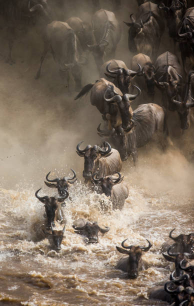 saltar para o rio mara de gnus. - wildebeest - fotografias e filmes do acervo