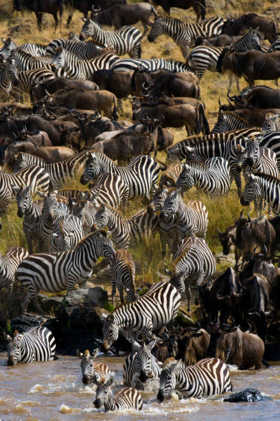 istock Wildebeests are crossing Mara river. 669521238